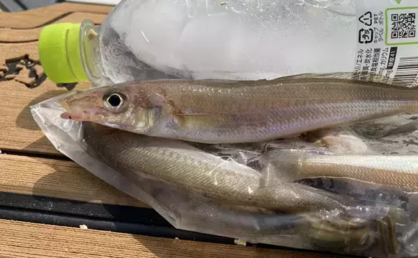「魚市場に並ぶ魚たちから釣りのヒントを得る　5～6月の伊勢湾の釣りもの事情」の画像