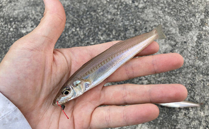 魚市場に並ぶ魚たちから釣りのヒントを得る　5～6月の伊勢湾の釣りもの事情