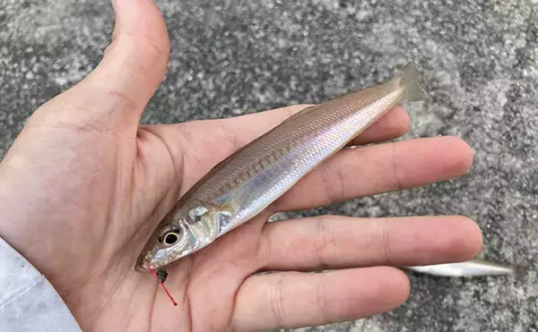 「魚市場に並ぶ魚たちから釣りのヒントを得る　5～6月の伊勢湾の釣りもの事情」の画像