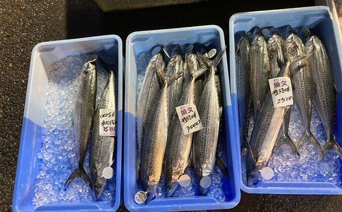 魚市場に並ぶ魚たちから釣りのヒントを得る　5～6月の伊勢湾の釣りもの事情
