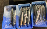 「魚市場に並ぶ魚たちから釣りのヒントを得る　5～6月の伊勢湾の釣りもの事情」の画像2