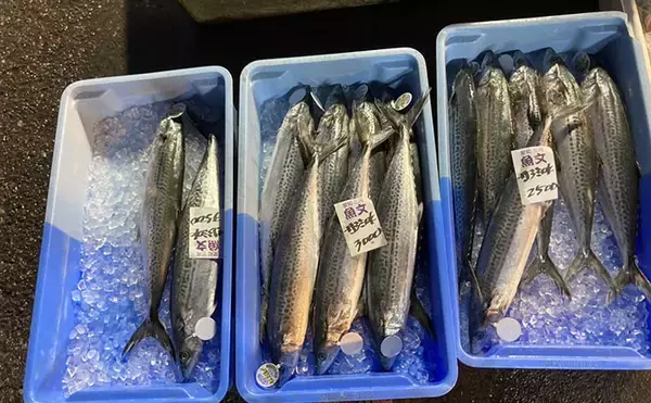「魚市場に並ぶ魚たちから釣りのヒントを得る　5～6月の伊勢湾の釣りもの事情」の画像