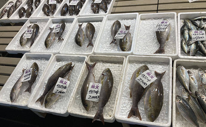 魚市場に並ぶ魚たちから釣りのヒントを得る　5～6月の伊勢湾の釣りもの事情