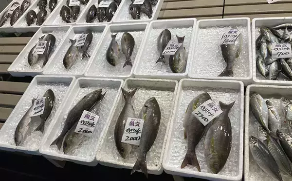 「魚市場に並ぶ魚たちから釣りのヒントを得る　5～6月の伊勢湾の釣りもの事情」の画像