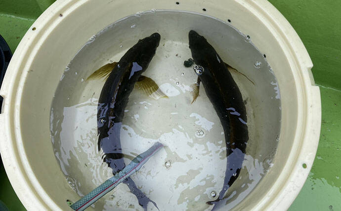 魚市場に並ぶ魚たちから釣りのヒントを得る　5～6月の伊勢湾の釣りもの事情