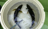「魚市場に並ぶ魚たちから釣りのヒントを得る　5～6月の伊勢湾の釣りもの事情」の画像5