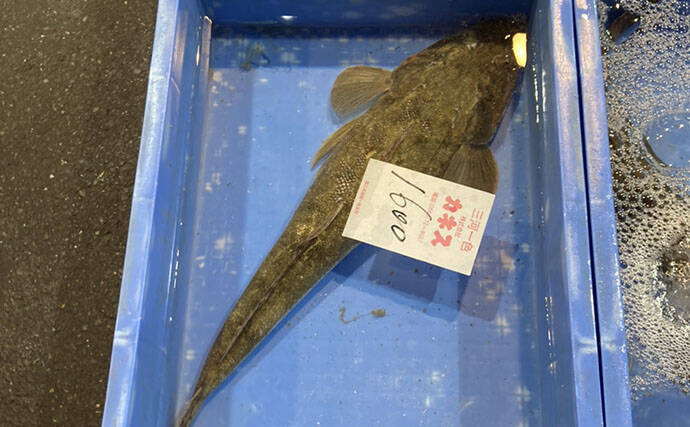 魚市場に並ぶ魚たちから釣りのヒントを得る　5～6月の伊勢湾の釣りもの事情