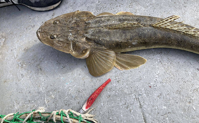 魚市場に並ぶ魚たちから釣りのヒントを得る　5～6月の伊勢湾の釣りもの事情
