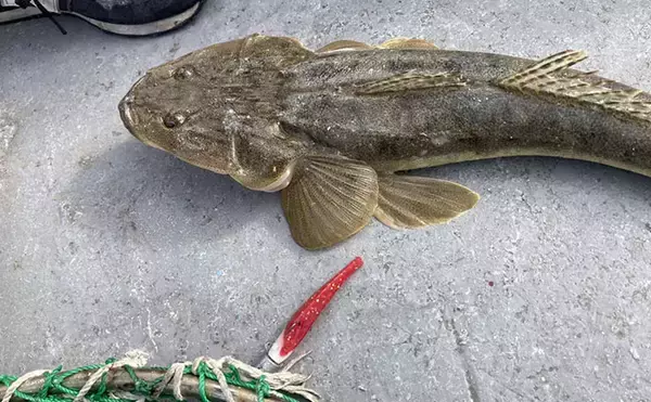 「魚市場に並ぶ魚たちから釣りのヒントを得る　5～6月の伊勢湾の釣りもの事情」の画像