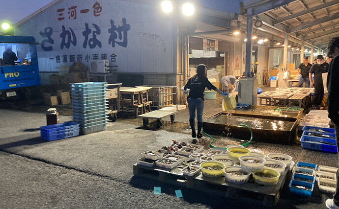 魚市場に並ぶ魚たちから釣りのヒントを得る　5～6月の伊勢湾の釣りもの事情