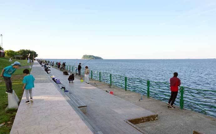 5月の「横須賀海辺つり公園」釣行レポート：サビキ釣りでカタクチイワシが爆釣！