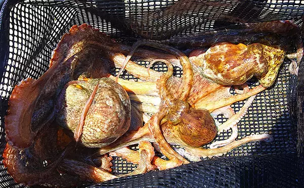 明石沖エギタコ釣りで800g筆頭にマダコ4杯【兵庫】実績ポイントをボートで巡って拾い釣り