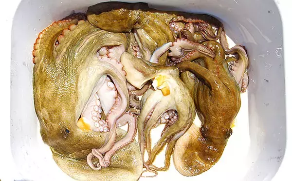 「明石沖エギタコ釣りで800g筆頭にマダコ4杯【兵庫】実績ポイントをボートで巡って拾い釣り」の画像