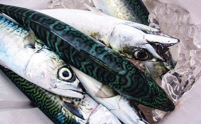 魚の臭みの原因と対策　苦手な人でも食べられる調理法と下処理方法も解説