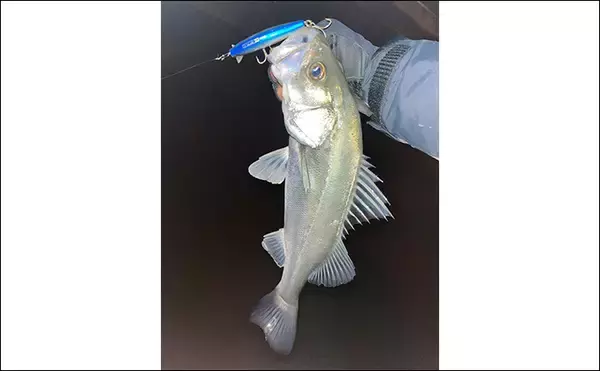 「気温1℃「極寒」ナイトシーバスゲームで良型シーバス浮上！　セイゴサイズは連発」の画像