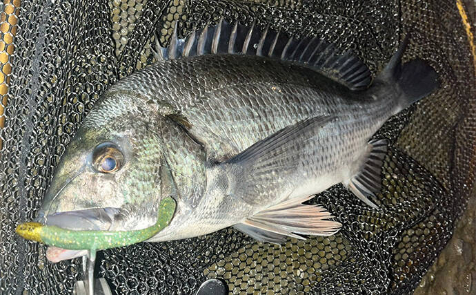 気温1℃「極寒」ナイトシーバスゲームで良型シーバス浮上！　セイゴサイズは連発