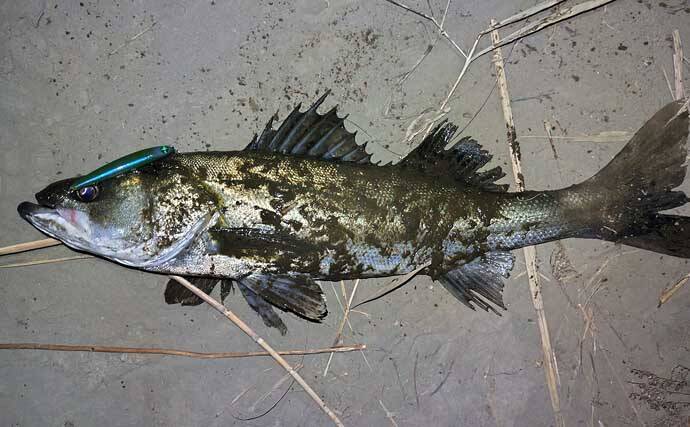 真冬のルアーシーバス釣行で50cm級が連発【千葉・養老川】バチ抜けを発見！