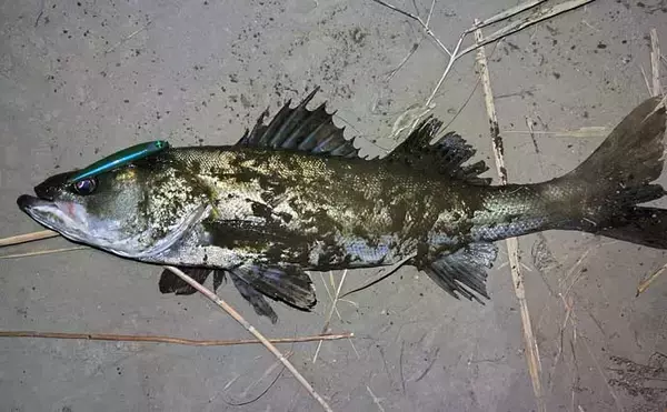 「真冬のルアーシーバス釣行で50cm級が連発【千葉・養老川】バチ抜けを発見！」の画像