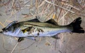 真冬のルアーシーバス釣行で50cm級が連発【千葉・養老川】バチ抜けを発見！