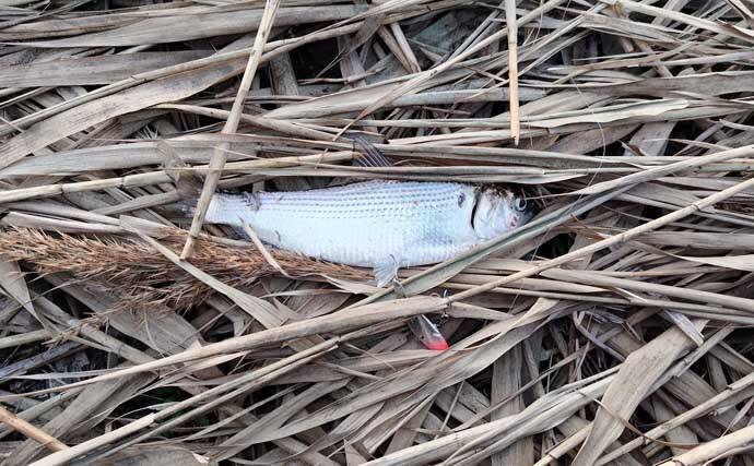 真冬のルアーシーバス釣行で50cm級が連発【千葉・養老川】バチ抜けを発見！