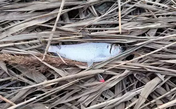 「真冬のルアーシーバス釣行で50cm級が連発【千葉・養老川】バチ抜けを発見！」の画像