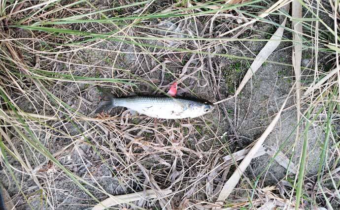 真冬のルアーシーバス釣行で50cm級が連発【千葉・養老川】バチ抜けを発見！