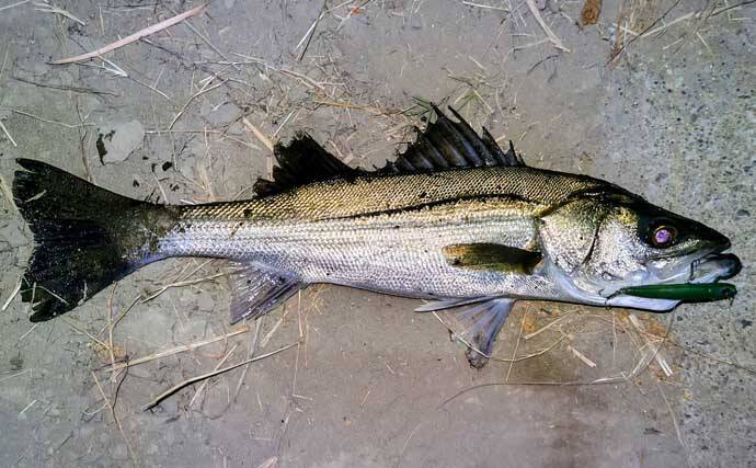 真冬のルアーシーバス釣行で50cm級が連発【千葉・養老川】バチ抜けを発見！