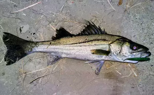 「真冬のルアーシーバス釣行で50cm級が連発【千葉・養老川】バチ抜けを発見！」の画像
