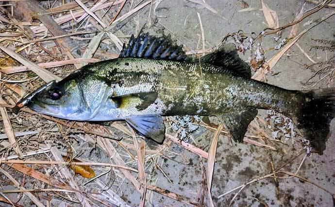 真冬のルアーシーバス釣行で50cm級が連発【千葉・養老川】バチ抜けを発見！