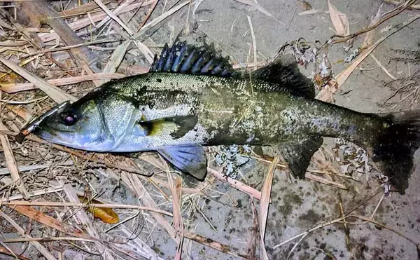 「真冬のルアーシーバス釣行で50cm級が連発【千葉・養老川】バチ抜けを発見！」の画像