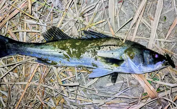 「真冬のルアーシーバス釣行で50cm級が連発【千葉・養老川】バチ抜けを発見！」の画像