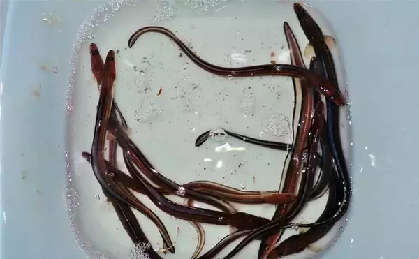 アナゴ狙いの投げ釣りで30cm超頭に13匹キャッチ【三重・四日市港】みりん干し＆煮アナゴが絶品