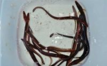 アナゴ狙いの投げ釣りで30cm超頭に13匹キャッチ【三重・四日市港】みりん干し＆煮アナゴが絶品