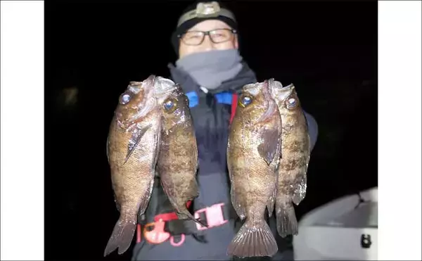 「【沖のルアー釣果速報】チヌジギで珍ゲスト50cm超チャイロマルハタ登場！本命チヌも5匹手中（愛知）」の画像