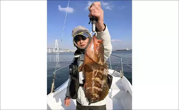 「【沖のルアー釣果速報】チヌジギで珍ゲスト50cm超チャイロマルハタ登場！本命チヌも5匹手中（愛知）」の画像