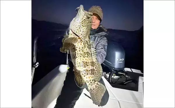 「【沖のルアー釣果速報】チヌジギで珍ゲスト50cm超チャイロマルハタ登場！本命チヌも5匹手中（愛知）」の画像