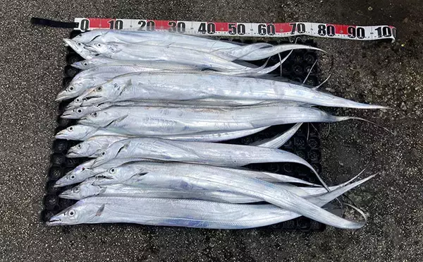 伊良湖水道テンヤタチウオ釣りで指5.5本クラスを筆頭に本命16匹キャッチ【海栄丸】