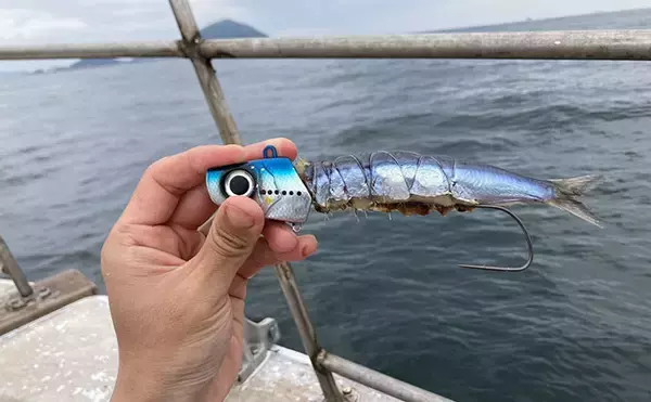 「伊良湖水道テンヤタチウオ釣りで指5.5本クラスを筆頭に本命16匹キャッチ【海栄丸】」の画像