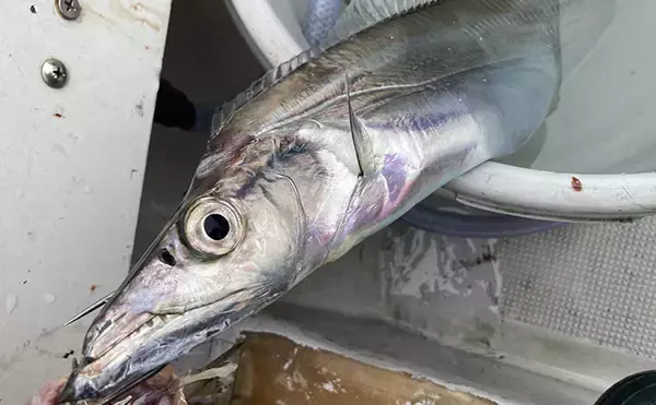 「伊良湖水道テンヤタチウオ釣りで指5.5本クラスを筆頭に本命16匹キャッチ【海栄丸】」の画像