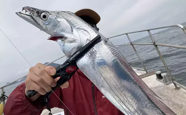 「伊良湖水道テンヤタチウオ釣りで指5.5本クラスを筆頭に本命16匹キャッチ【海栄丸】」の画像