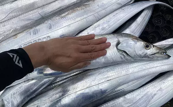 「伊良湖水道テンヤタチウオ釣りで指5.5本クラスを筆頭に本命16匹キャッチ【海栄丸】」の画像