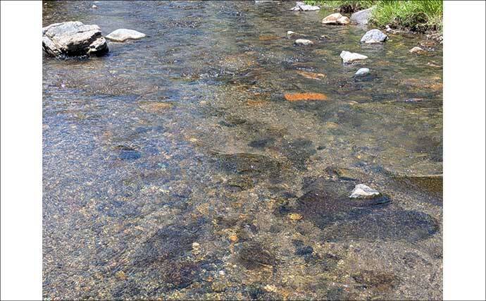 減水河川のアユイングで狙い的中！【京都】水深10cm未満の激浅ポイントでナワバリ鮎がヒット