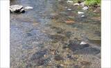 「減水河川のアユイングで狙い的中！【京都】水深10cm未満の激浅ポイントでナワバリ鮎がヒット」の画像2