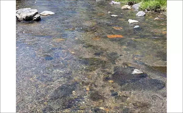 「減水河川のアユイングで狙い的中！【京都】水深10cm未満の激浅ポイントでナワバリ鮎がヒット」の画像