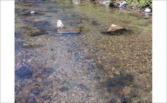 減水河川のアユイングで狙い的中！【京都】水深10cm未満の激浅ポイントでナワバリ鮎がヒット