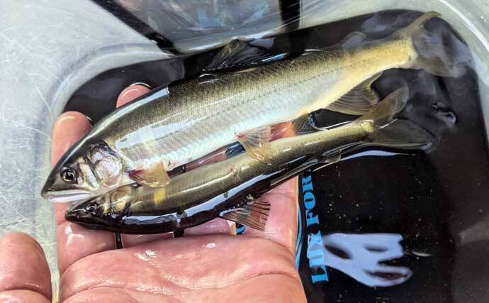 減水河川のアユイングで狙い的中！【京都】水深10cm未満の激浅ポイントでナワバリ鮎がヒット