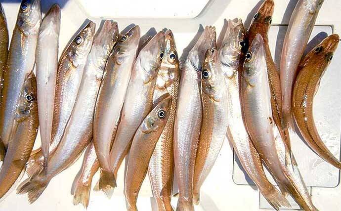 東京湾の船キス釣り入門 生態 釣り方 アタリ 魚信 を解説 22年2月7日 エキサイトニュース