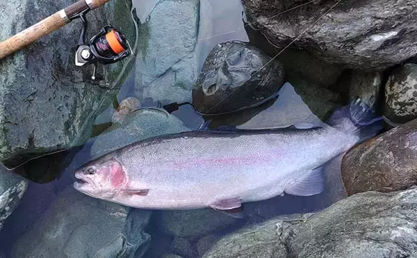「『天竜川ルアーフライ専用区』で66cm頭に60cm超えニジマス連発【静岡】」の画像