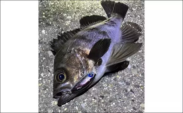 「1万円あったら買っておきたい【メバリング実力アップにつながるルアーたち】」の画像