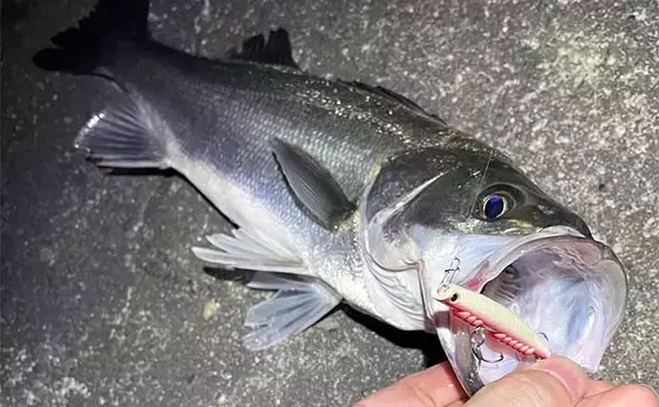 「1万円あったら買っておきたい【メバリング実力アップにつながるルアーたち】」の画像